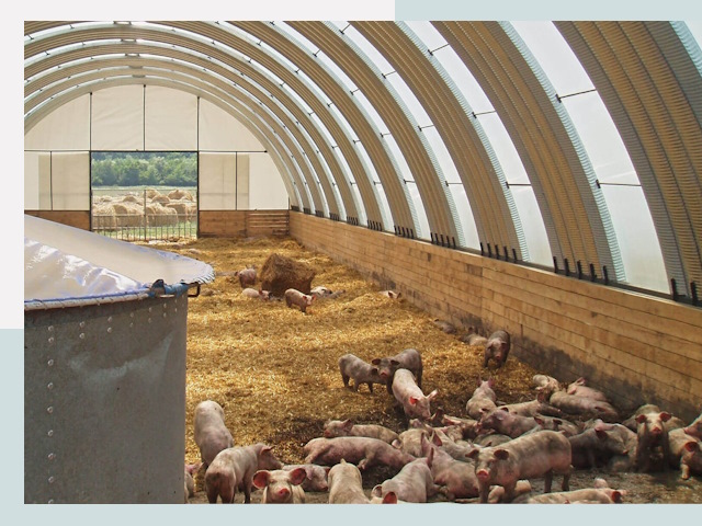 Строительство свинарников в Петрозаводске